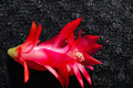 Christmas Cactus Starter Plant - Schlumbergera Truncata - Holiday Blooming Indoor Houseplant