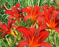 3 Red Giant Daylily Bareroot Plants Live Perennial Flower Sprouting Roots for Garden Beds Borders
