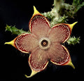 Edithcolea Grandis 3.5 Inch Potted Plant - Persian Carpet Flower - Well Rooted - Unique Houseplant for Home Decor