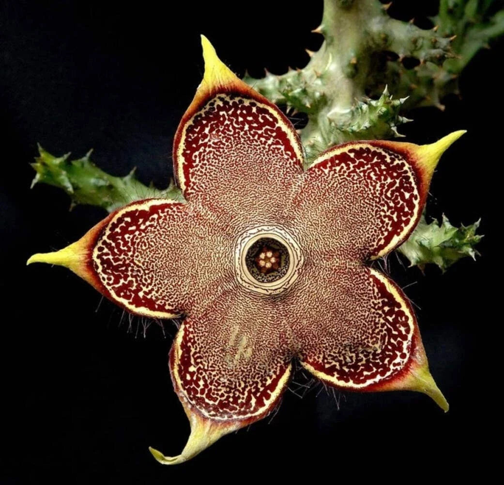 Edithcolea Grandis 3.5 Inch Potted Plant - Persian Carpet Flower - Well Rooted - Unique Houseplant for Home Decor