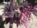 Wandering Jew Plant Cuttings 3-6" Pink Purple Stripe Tradescantia Zebrina Rare