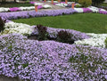 Creeping Phlox Plants Bundle of 8 | Lavender Ground Cover | Deer Proof | Phlox subulata | Pre-Order