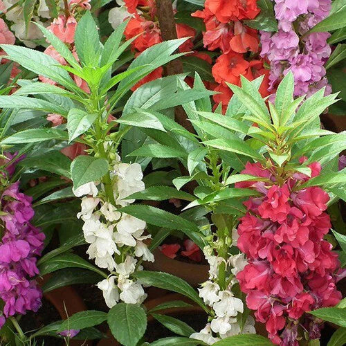 Tom Thumb Impatiens Seeds | Non-GMO | 50-1,000 Seeds | Ideal for Gardens | Impatiens walleriana