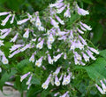 Hairy Beardtongue Seeds for Planting - 200 Seeds - Penstemon hirsutus - Native Wildflower, Perennial, Pollinator Friendly