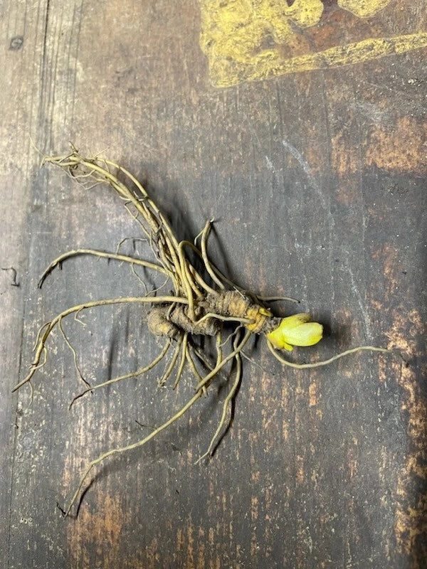 5 Goldenseal Roots (Hydrastis canadensis) – Live Medicinal Herb Plants | Native Shade Perennial | Bare Root Wild Ginseng Companion