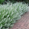 Common White Catmint Seeds | Non-GMO Flower Seeds | Nepeta cataria | Easy to Grow, Fragrant Herb