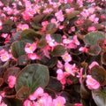 Begonia Seeds Set of 100 - Begonia Cocktail Gin PT - Non-California Shipping - High Germination Rate