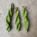 Hurrican Cactus Cuttings - 6 Inch Lepismium cruciforme f. spiralis - Unique Indoor Plant for Home Decor