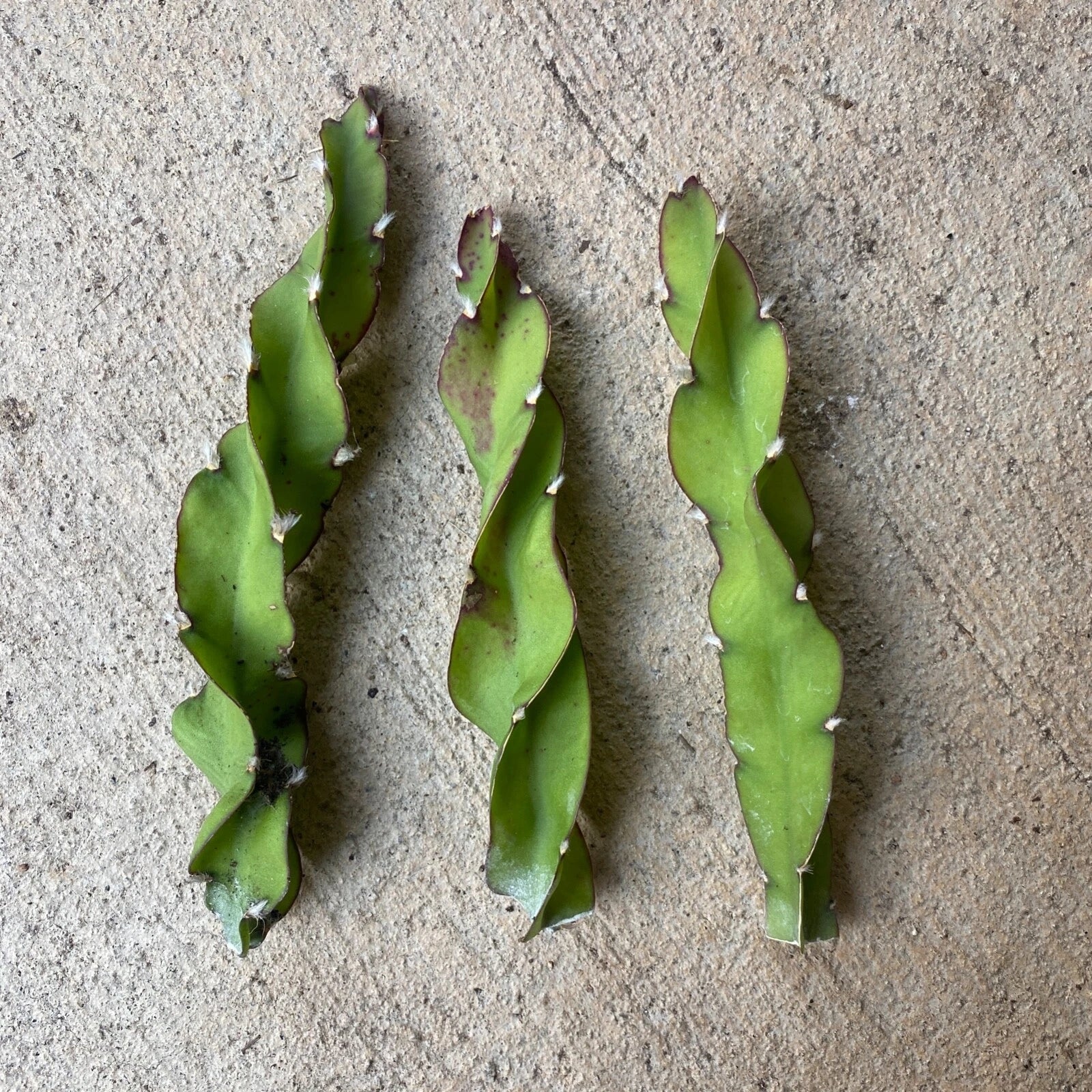 Hurrican Cactus Cuttings - 6 Inch Lepismium cruciforme f. spiralis - Unique Indoor Plant for Home Decor