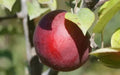 Macoun Apple Seeds - 25+ Seeds for Garden Planting - Malus domestica - USA Grown