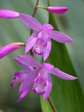 Hardy Ground Orchid Live Starter Plant - Bletilla ‘Kate’ - Perennial Orchid for Garden or Indoor Use