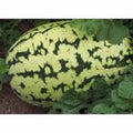 Watermelon Seeds, 100 Heirloom Klondike Striped Blue Ribbon, Citrullus lanatus