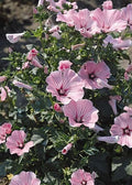 Rose Mallow Live Plant 12+ Inches Hibiscus moscheutos Bare Root Hardy Zones 3-8