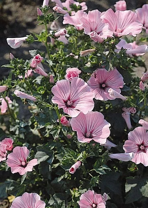 Rose Mallow Live Plant 12+ Inches Hibiscus moscheutos Bare Root Hardy Zones 3-8