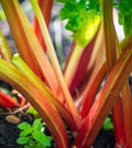Victoria Rhubarb Seeds - Heirloom 15 Non-GMO Seeds for Gardening (Rheum rhabarbarum) - Free Shipping