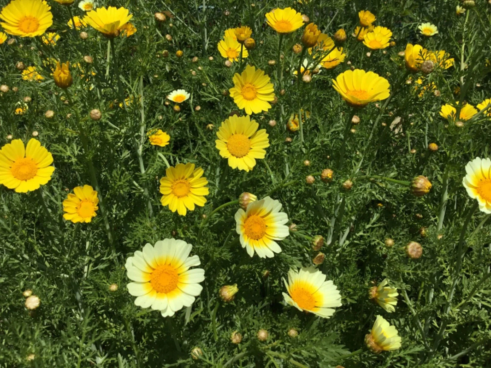 Sunshine Mix Marguerite Painted Daisy Seeds, 100 Count, No Odor, Leucanthemum superbum
