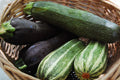 Zucchini Mixture Seeds - Fresh Squash Seeds for Planting - Cucurbita pepo - FREE Shipping