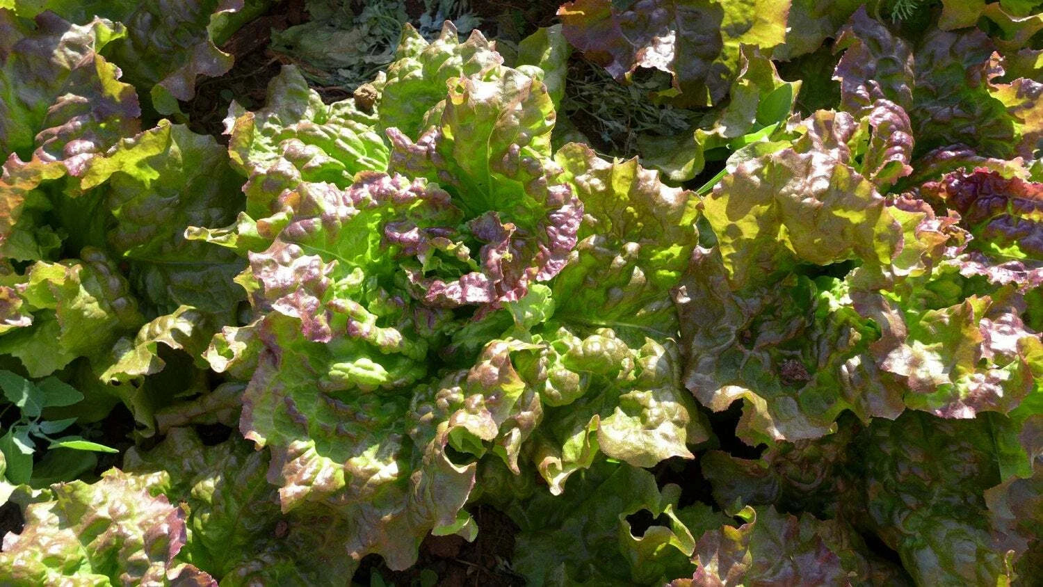 Prizehead Leaf Lettuce Seeds, Heirloom, NON-GMO, Organic, Lactuca sativa, Free Shipping