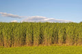 Switchgrass Seeds 2 Pounds Fast Growing Prairie Grass Panicum virgatum