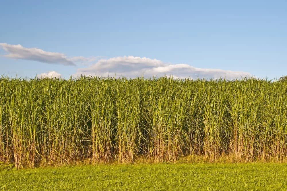 Switchgrass Seeds 2 Pounds Fast Growing Prairie Grass Panicum virgatum