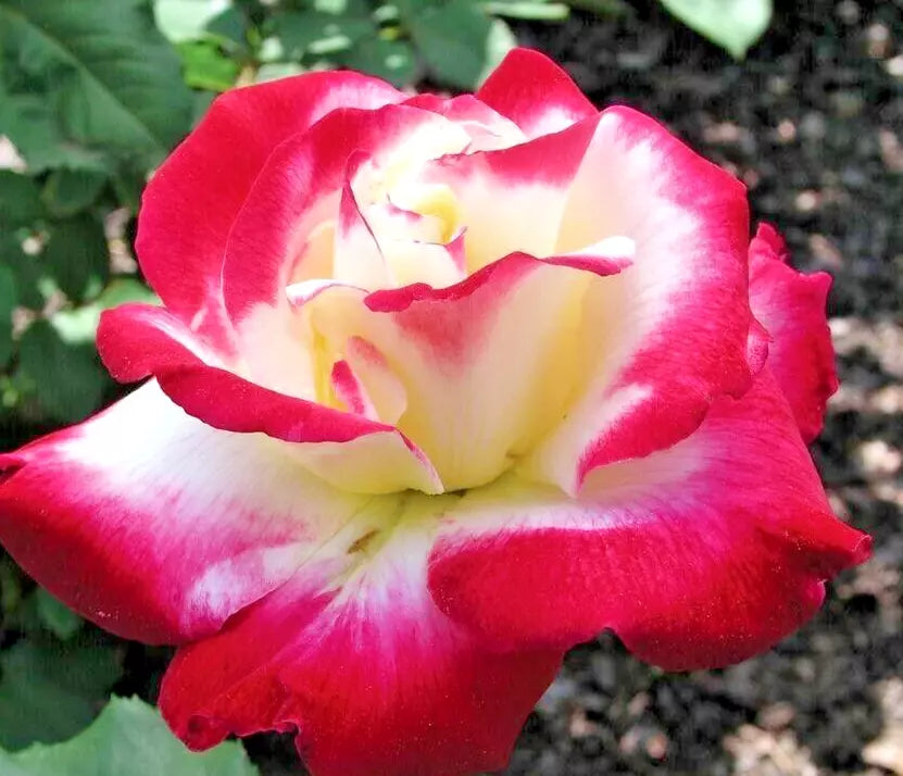 Rose Bush 1-2' Double Delight White & Red Rosa 'ANDeli' Hybrid Tea Fragrant Award-Winning Live Plant