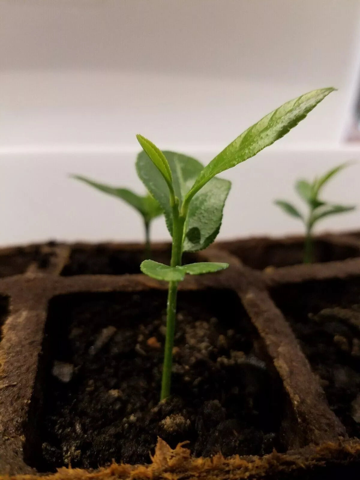 Meyer Lemon Tree 3"-6" Organic Non-GMO Citrus × meyeri Indoor/Outdoor Plant