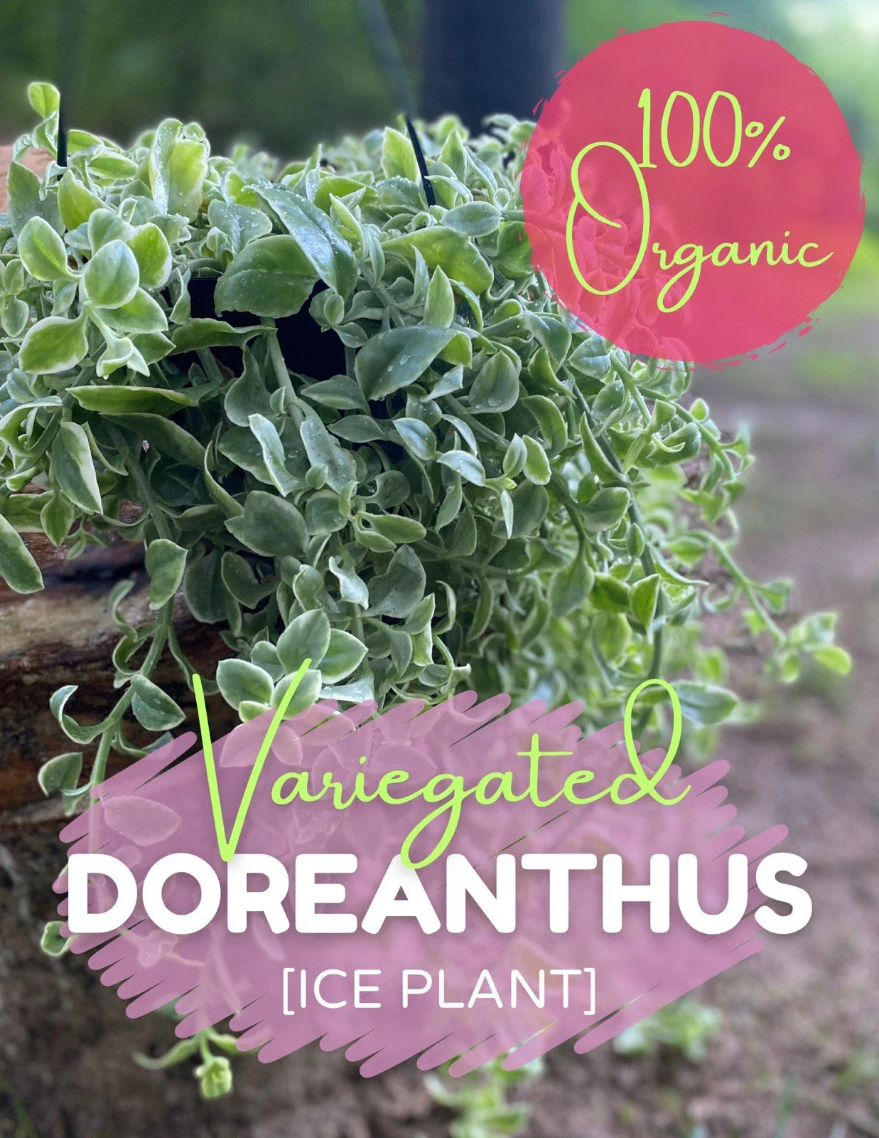 Variegated Ice Plant Cutting - Organic Live Rooted Dorotheanthus - Free Shipping