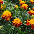 French Marigold Seeds - Orange Flame Double Dwarf - Non-GMO, 200 Seeds - Tagetes patula