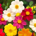 Dahlia Seeds - Mignon Mix Dwarf - Vibrant Colors - Dahlia Variabilis for 2025 Planting