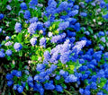 Ceanothus California Lilac 3 Unrooted Live Flower Plant Cuttings - Ceanothus, Vibrant Flowering Shrub, North American Native