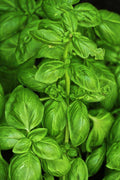 Sweet Basil Seeds, 500 Count, Culinary Herb, Ocimum basilicum, Non-GMO