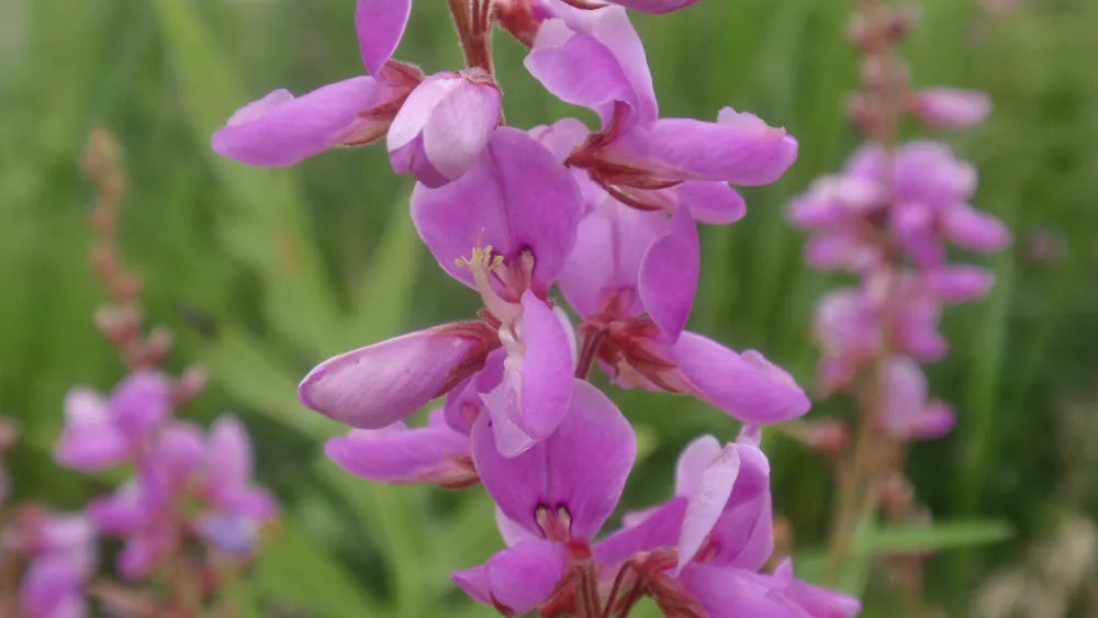 100 Seeds Trefoil Showy Tick Perennial Pink - GroCo USA - Wildflower Seeds for Garden Planting, Eco-Friendly