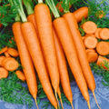 Tendersweet Carrot Seeds - 2025 Planting, Long Sweet Coreless, Daucus carota - USA Garden