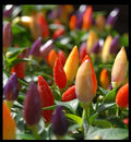 Hot Pepper Seeds - Numex Twilight - 400 Heirloom Seeds - Rare Ornamental Chili (Capsicum annuum)