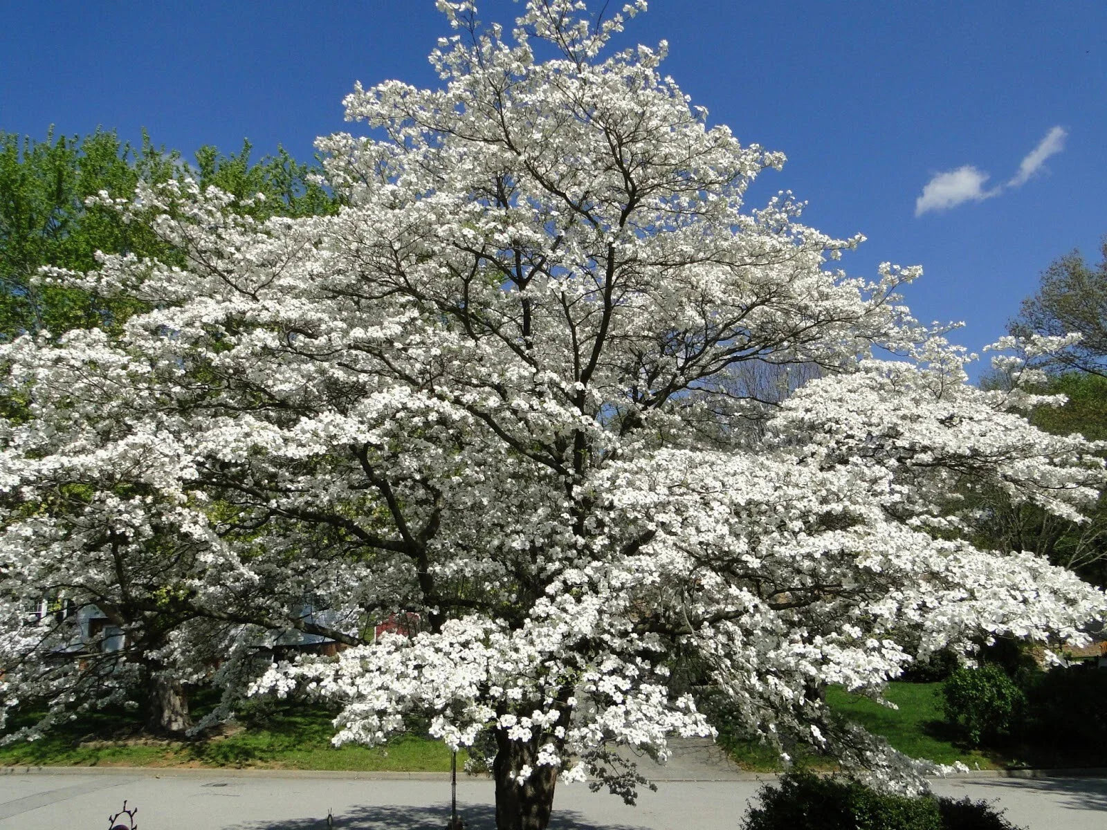 Flowering Dogwood Tree Live Plant Set of 2, 12-18" Bare Root, Cornus florida