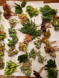 X-Large Succulent Cuttings Set - 60 Pieces, 45 Varieties, 5 Rare Types - Ideal for Gardening and Arrangements