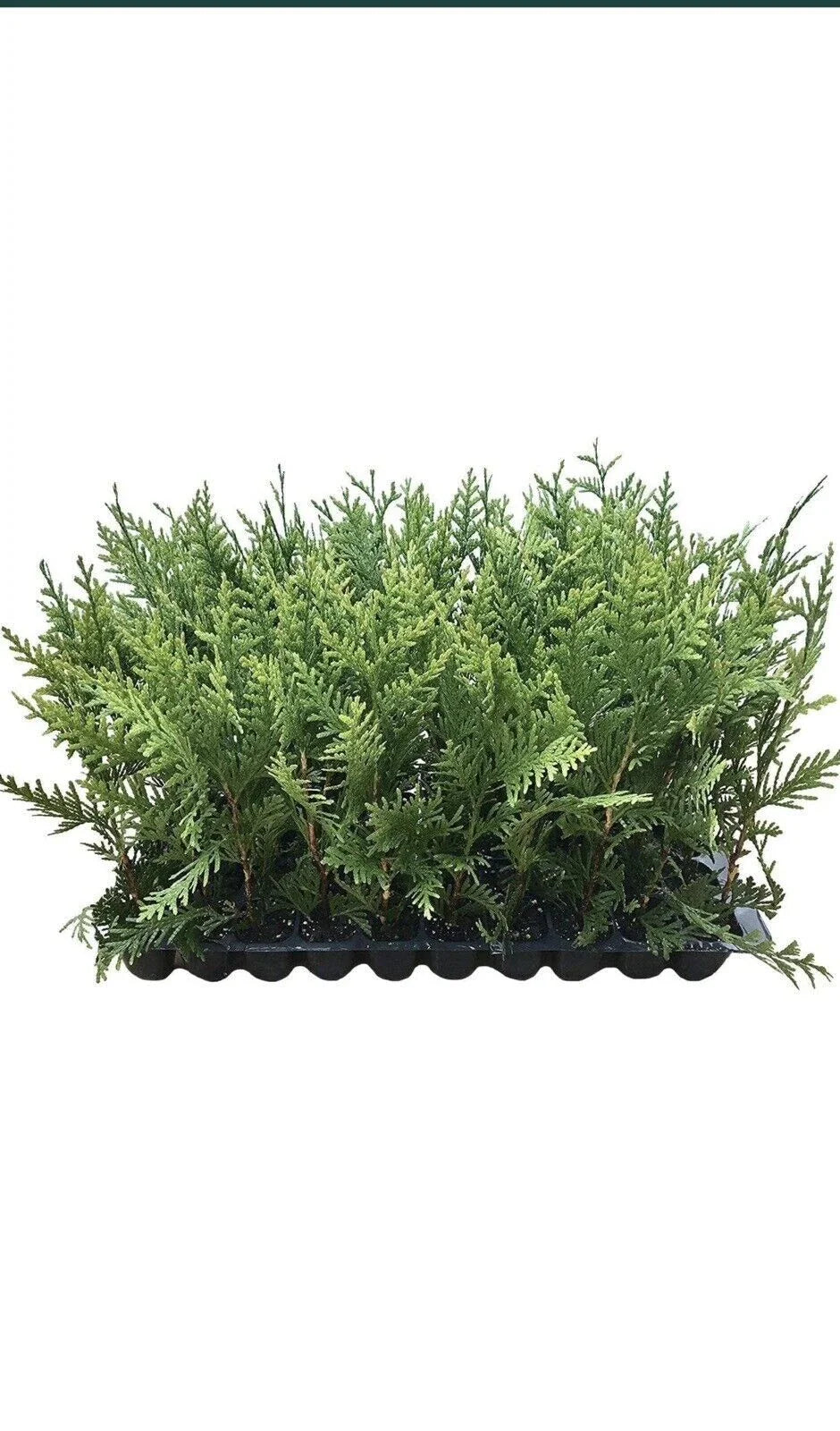 5 Green Giant Arborvitae Trees, Thuja Plicata, Evergreen Privacy Shrub, 30-50 Ft Tall, Fast Growing, Bare Root Plant