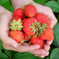 Everbearing Strawberry Roots - Bare Root Plants | Evie Variety | Fragaria x ananassa