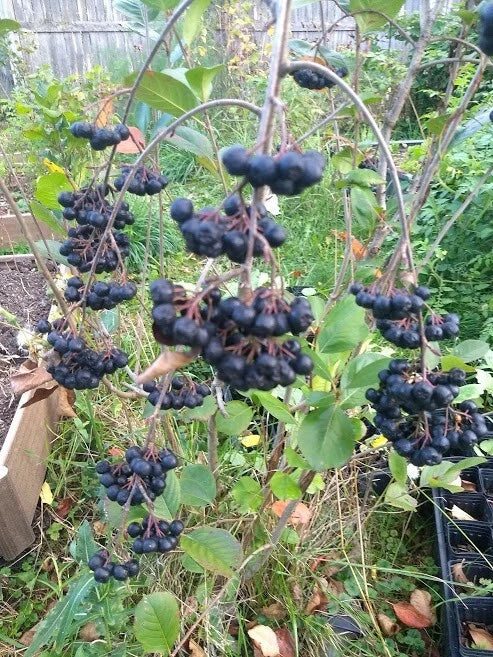 Viking Aronia Berry Plant - Live Dormant Rooted Cutting - Zones 3-8 - Aronia melanocarpa