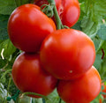 Heirloom Tomato Seeds - 100 Non-GMO Florida Date Variety for Hot Climates - Perfect for Slicing - Solanum lycopersicum