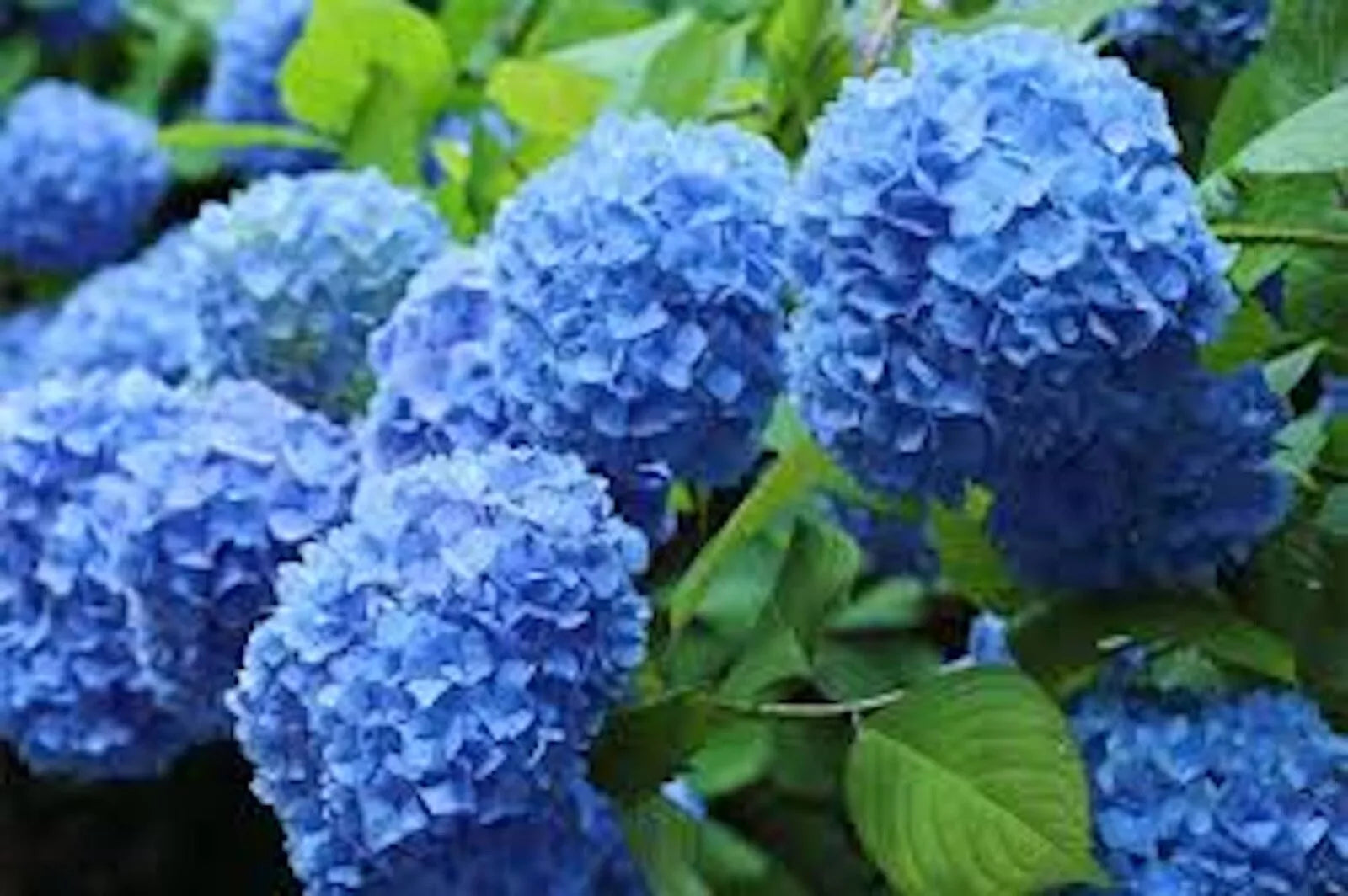 Blue Hydrangea Bushes - 5 Pack Old Fashioned Variety Hydrangea macrophylla - Vibrant Blue Flowers for Garden Landscaping