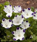 Five-Spot Buffalo Eyes Seeds - Nemophila - Non-GMO, Spring Planting - 200 Seeds for Sun or Shade