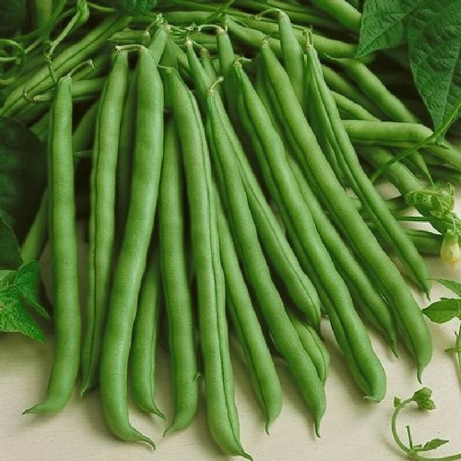 Kentucky Wonder Green Bean Seeds | Non-GMO Pole Variety | Runner Beans Snap Pea Seed | 2025