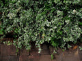 Winter Creeper Euonymus Cuttings Set of 12, Blonde Variegated, Perfect for Landscaping and Garden Projects