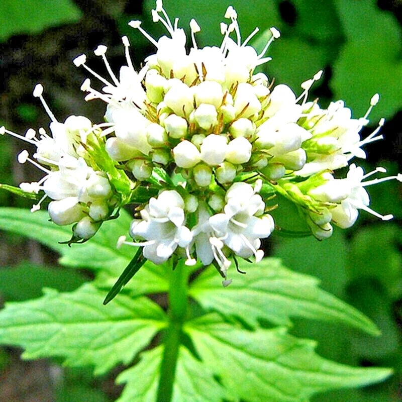 Valerian Seeds - 200+ Perennial Herb for Medicinal Use - Sedative Plant - Valeriana officinalis - Spring Sow, USA
