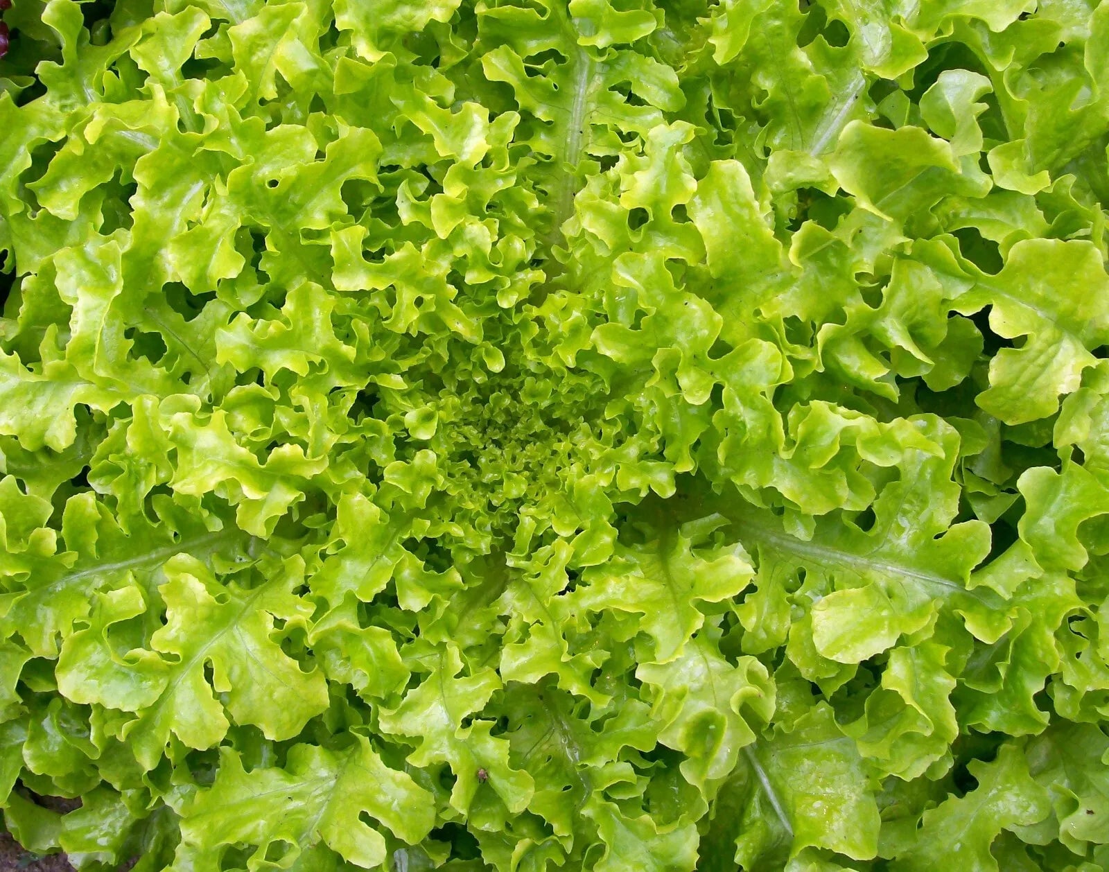 Salad Bowl Lettuce Seeds - 1200+ Non-GMO Heirloom Seeds for Home Gardening - Lactuca sativa