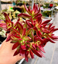 Crassula Rubricaulis 'Butterfly Bush' Succulent Live Plant 2 Inch - Drought-Tolerant Succulent for Garden Decor