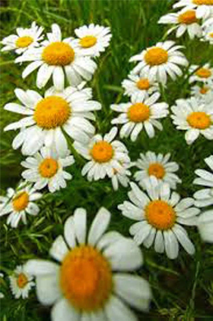 German Chamomile Seeds - Heirloom NON-GMO 500 Seeds - Matricaria chamomilla