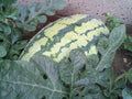 Watermelon Seeds - Georgia Rattlesnake Variety - Fresh Heirloom Seeds for Planting - Citrullus lanatus