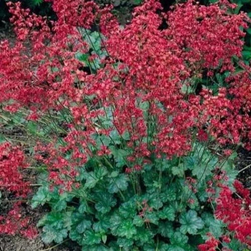 Heuchera Sanguineum Seeds - 'Bressingham Hybrids' 35+ Seeds - Coral Bells Perennial Plant, Colorful Foliage